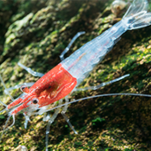 5 little red riding hood shrimp