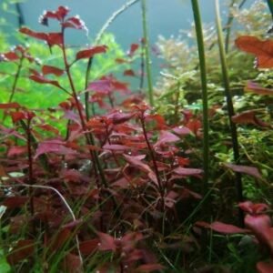 ludwigia super red mini