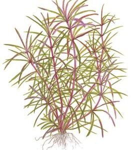 pogostemon stellatus octopus