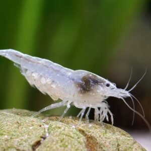 5 green jade shrimp (copy)