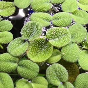 amazon frogbit limnobium laevigatum 3 plants (copy)